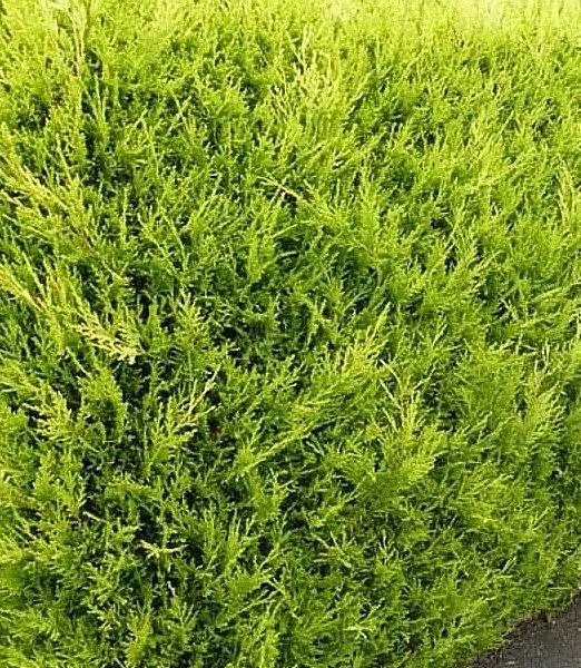 Cupressocyparis leylandii ‘Castlewellan Gold’